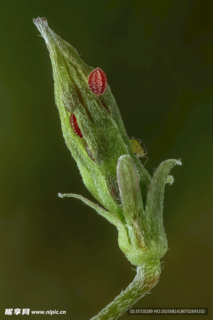 绿叶上的红斑点小昆虫