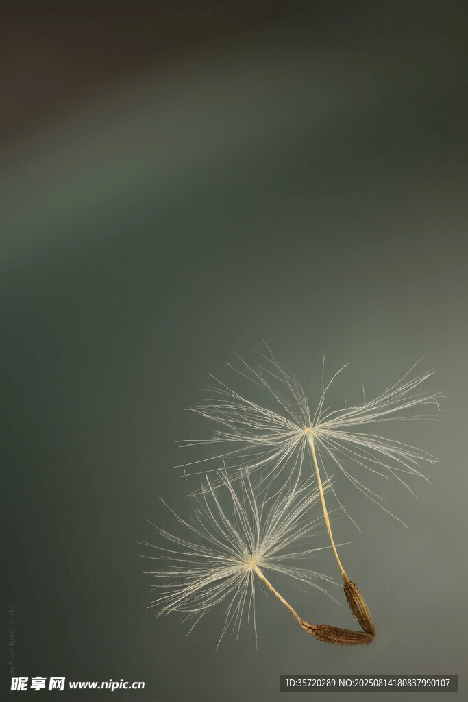 空中飞舞的蒲公英种子