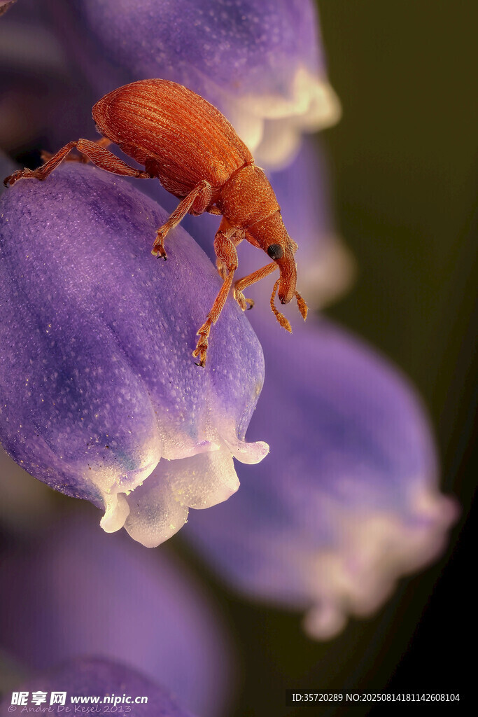紫花上的橙色甲虫