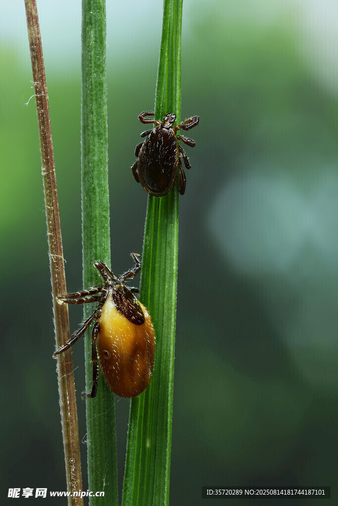 绿叶上的多彩甲虫