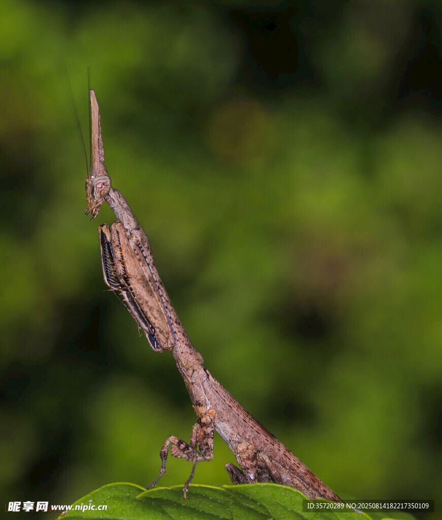 奇特竹节虫伪装于绿叶间