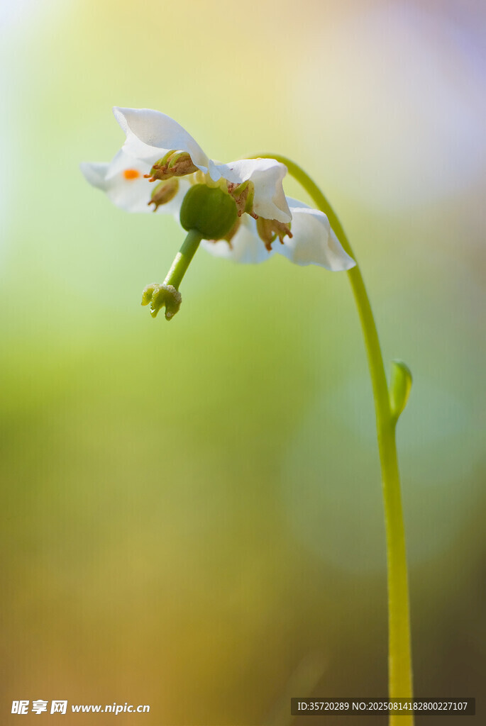 白色小花特写