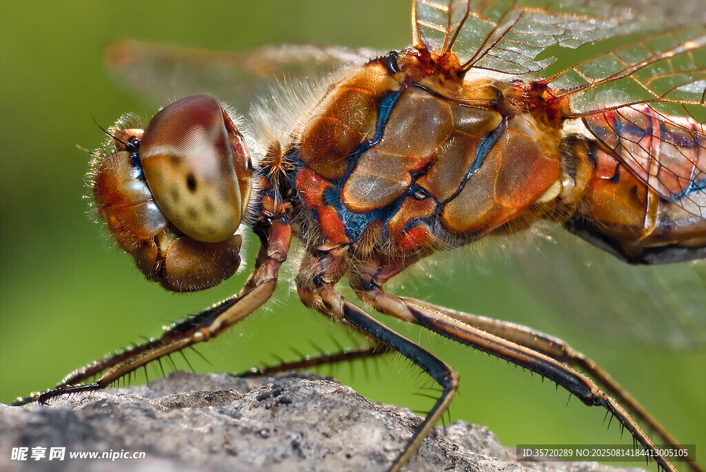 多彩蜻蜓特写