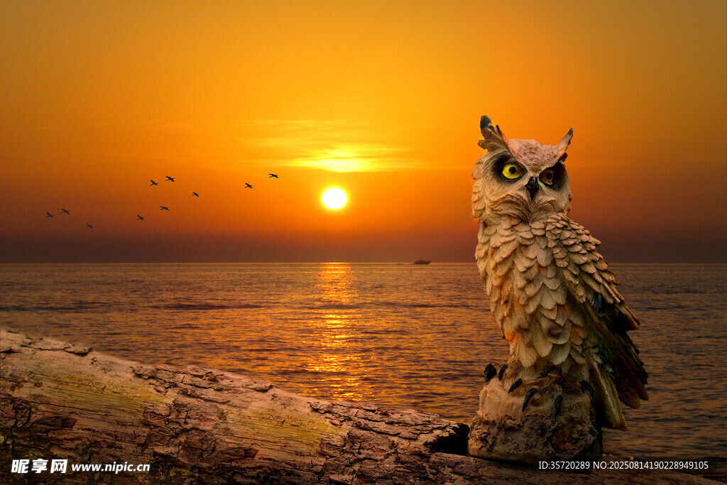 夕阳下的猫头鹰眺望远方