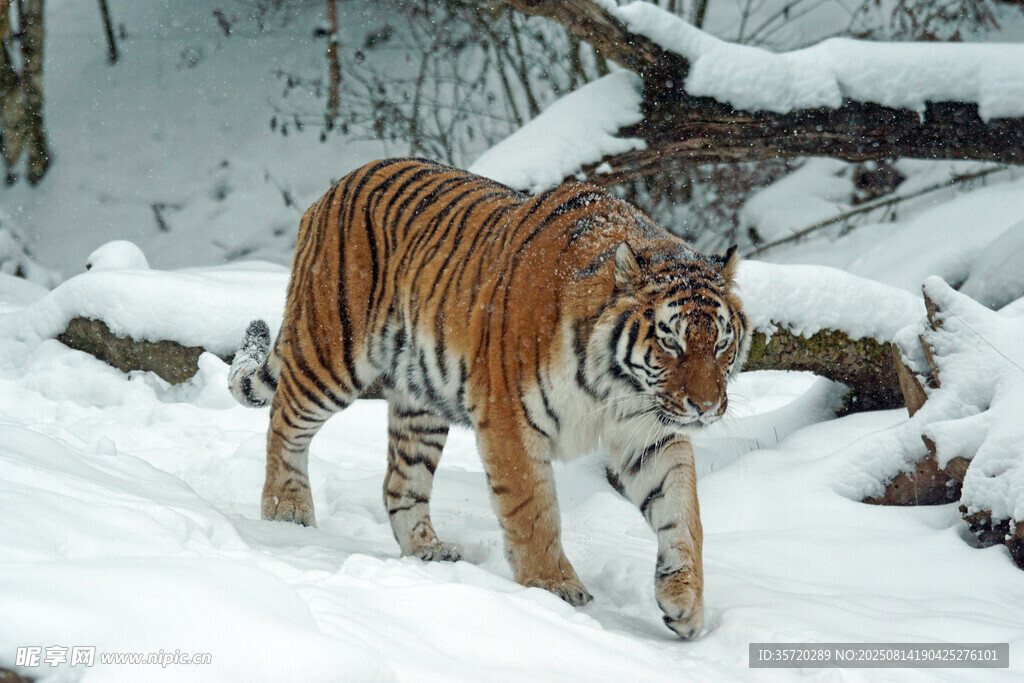 雪地中行走的斑斓猛虎