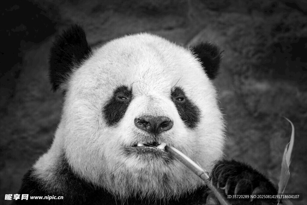 熊猫叼棍搞怪瞬间