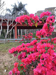 繁花簇拥的中式建筑景观