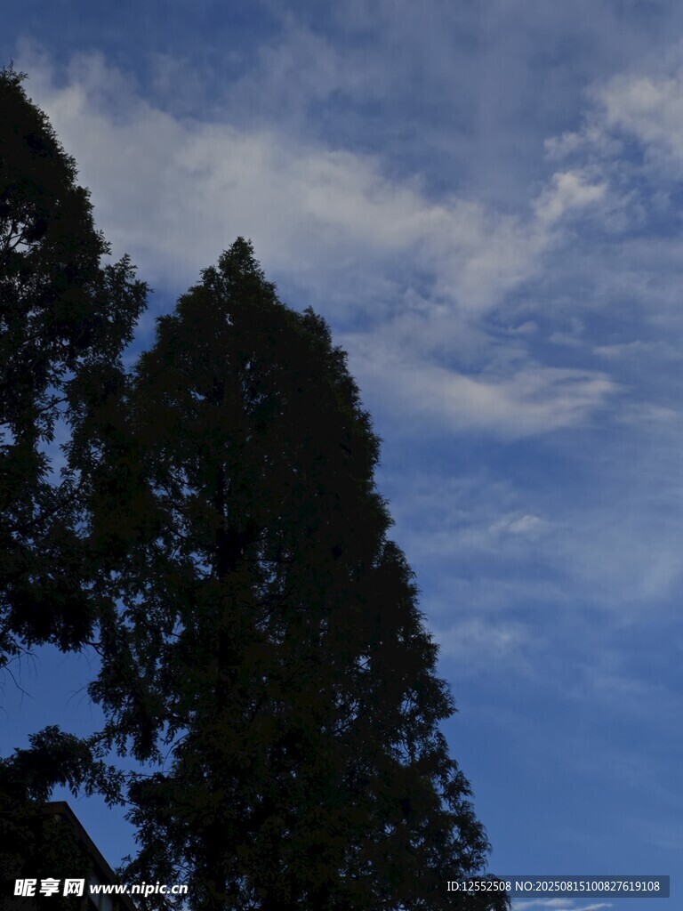 蓝天映衬下的挺拔树木