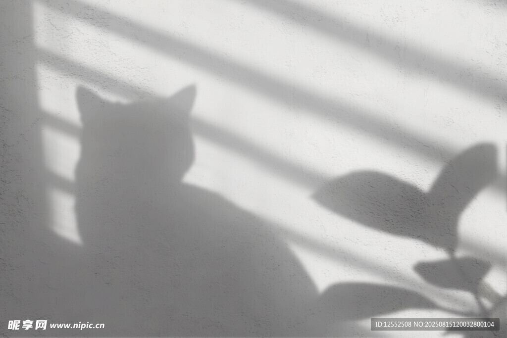 猫咪在光影下的静谧身影