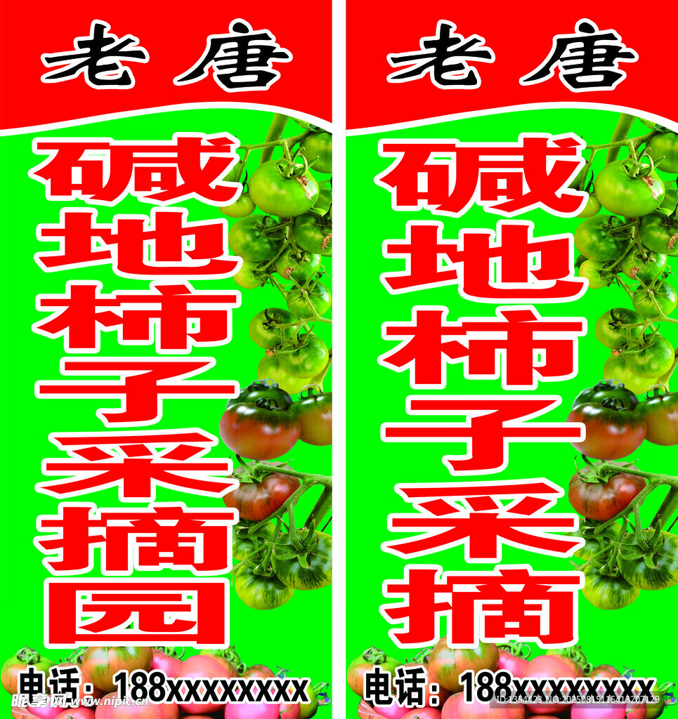 碱地柿子采摘