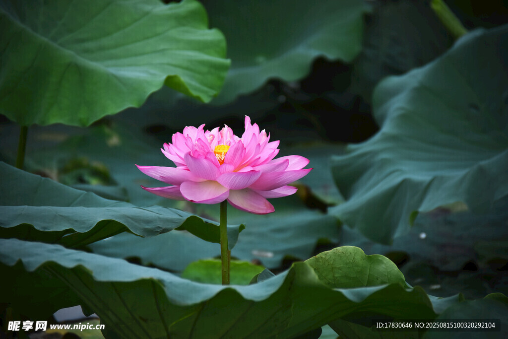 荷花