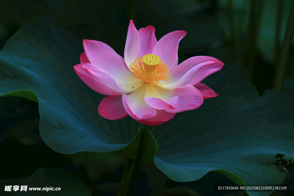 荷花