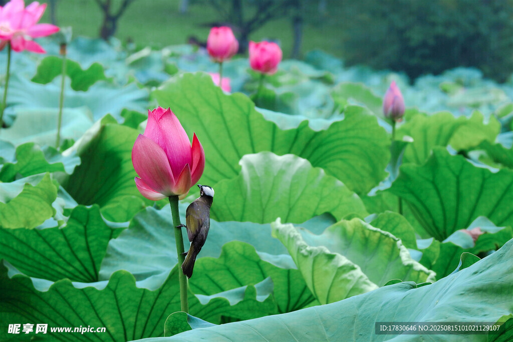 荷花
