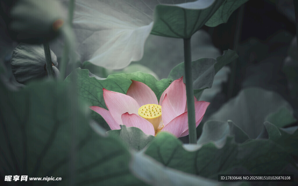 荷花