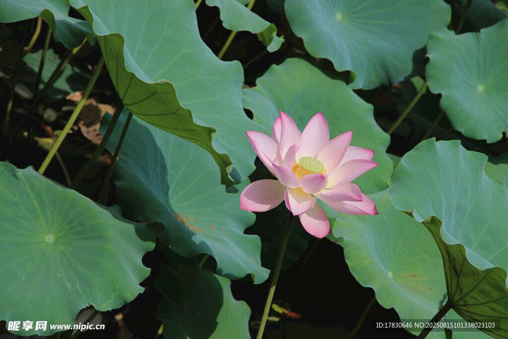 荷花