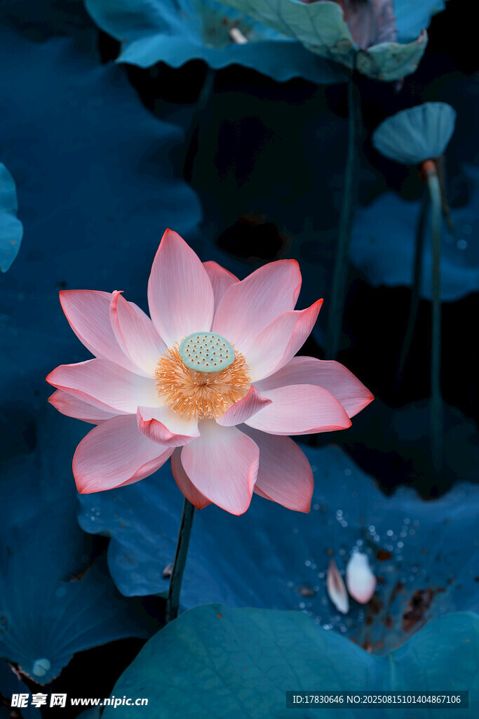 荷花