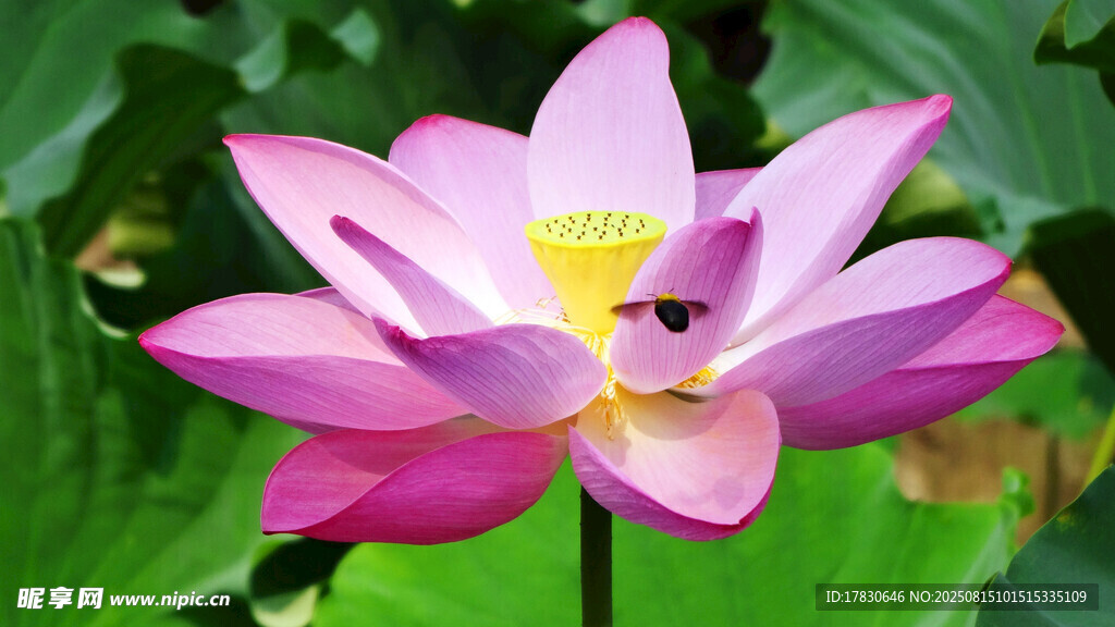 荷花
