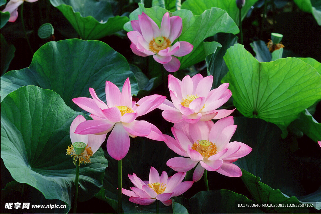 荷花