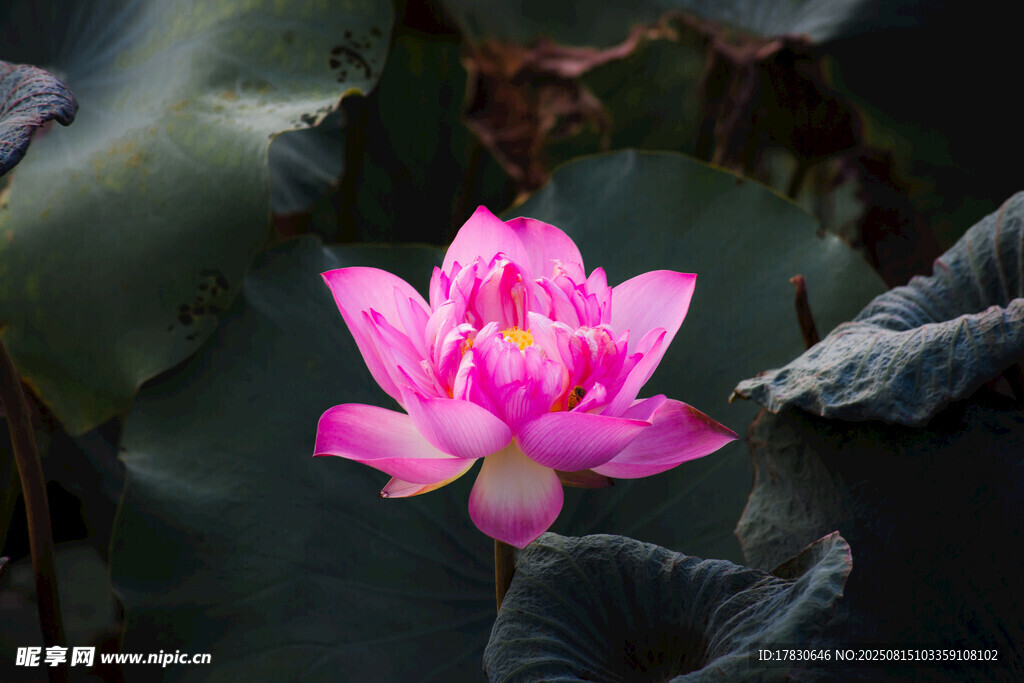 荷花