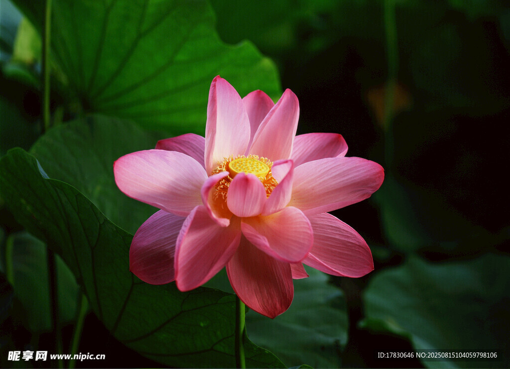 荷花