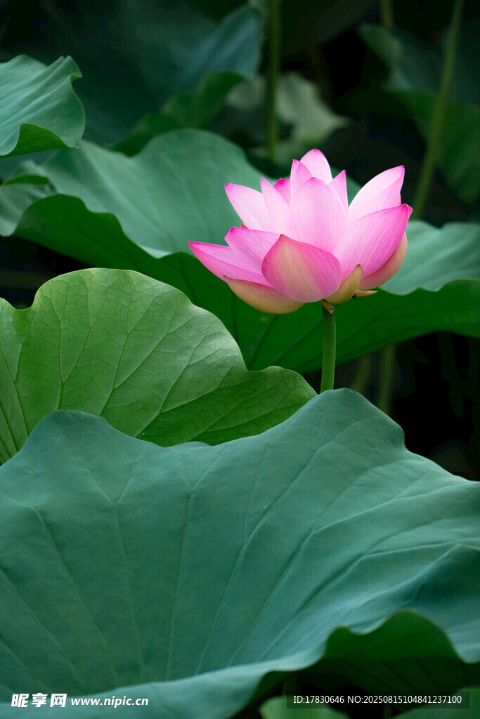 娇艳荷花绽放于绿叶间