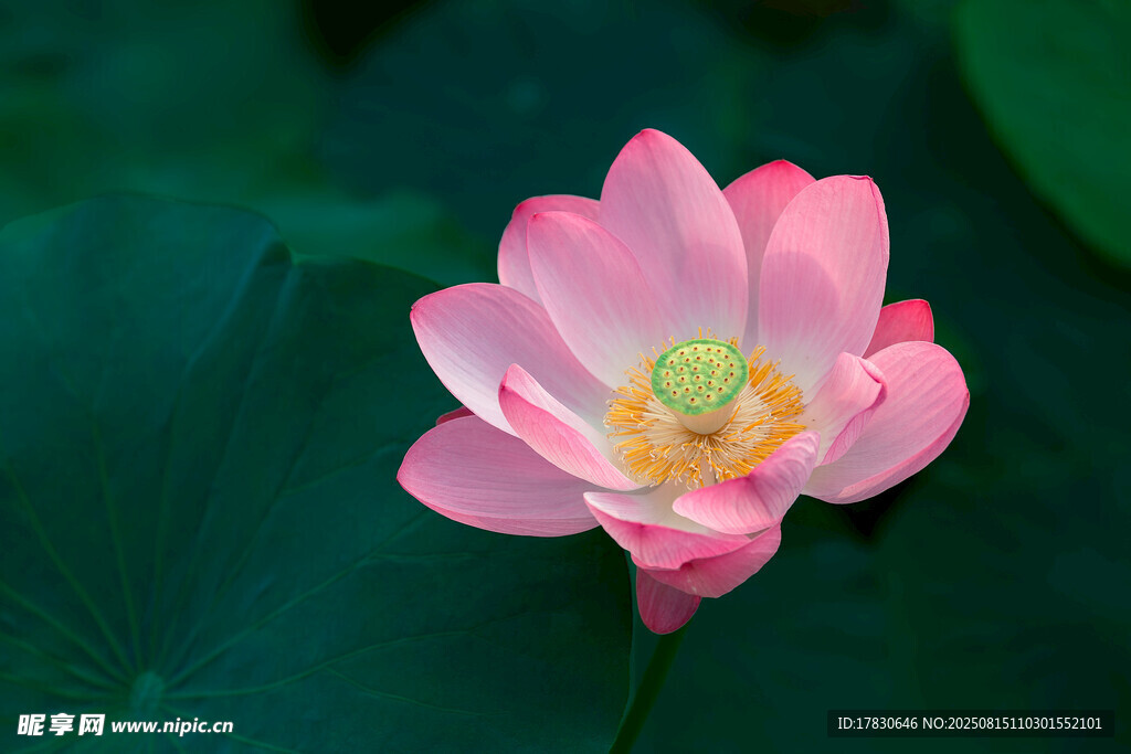 荷花