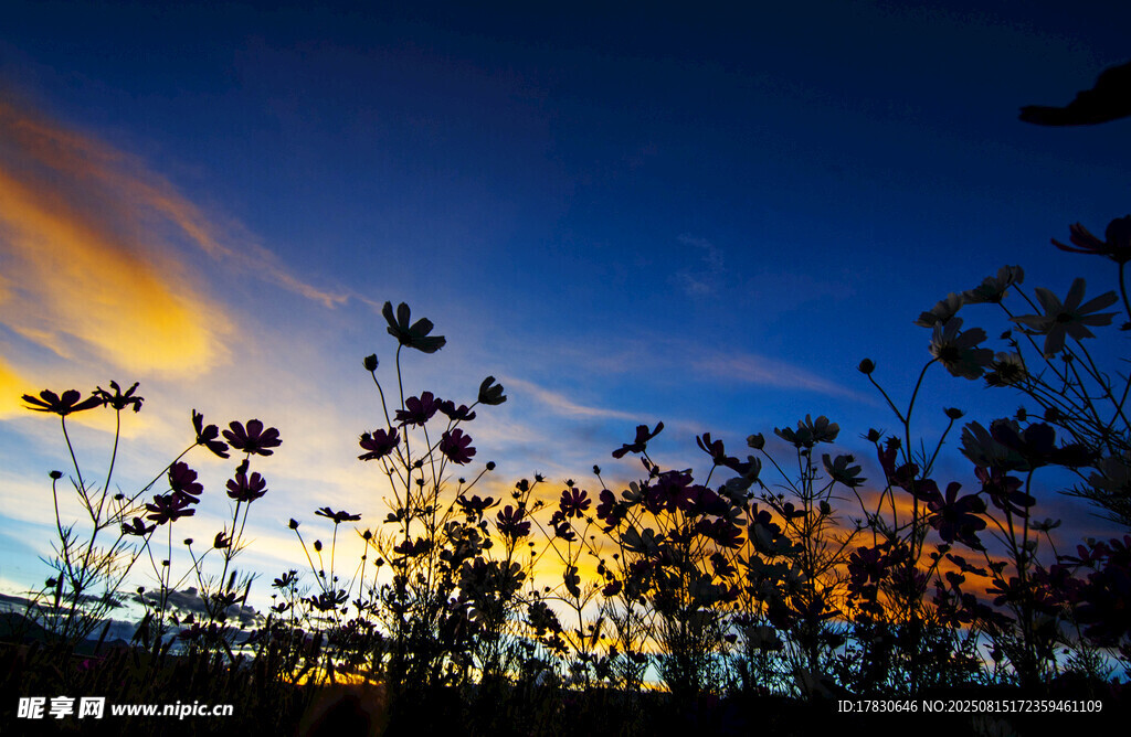 夕阳下的花朵剪影