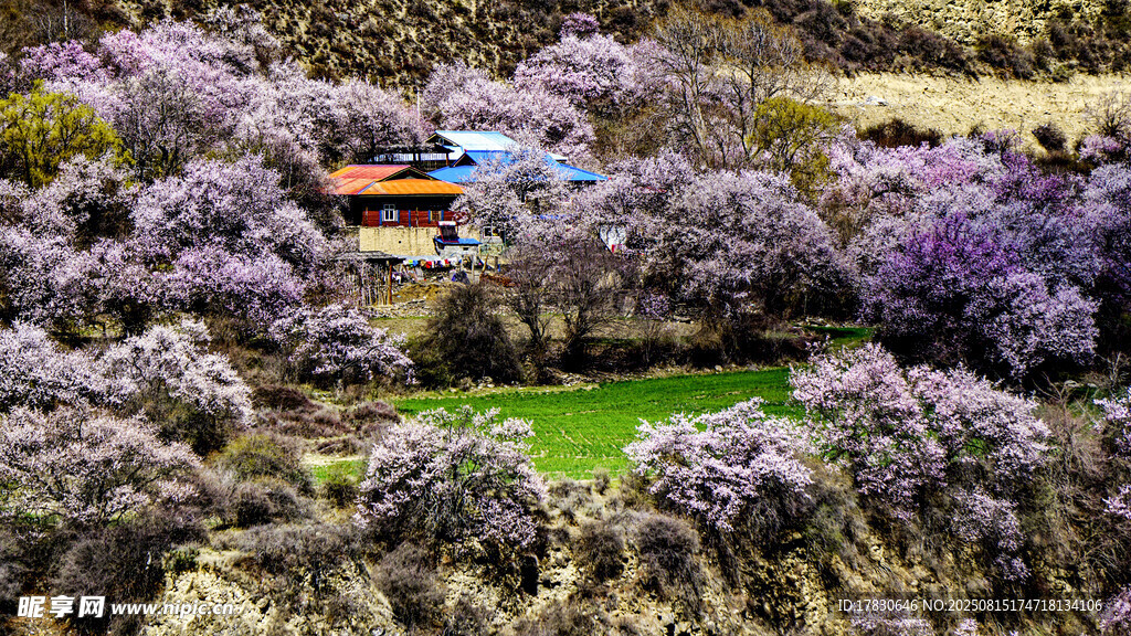 山间烂漫紫花与小屋