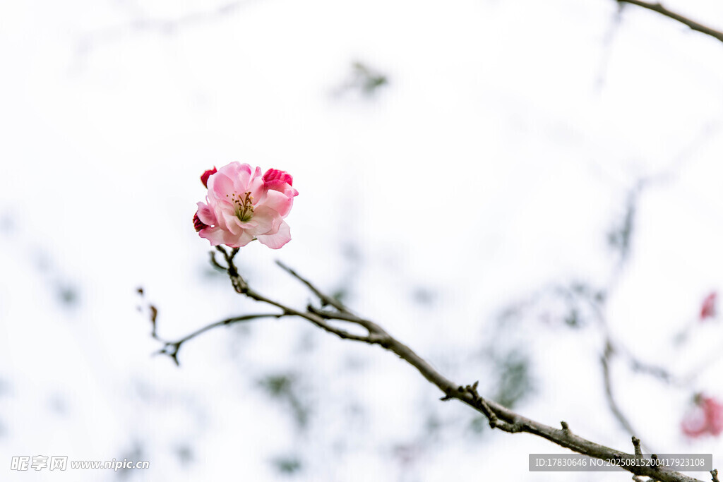 枝头绽放的粉嫩花朵