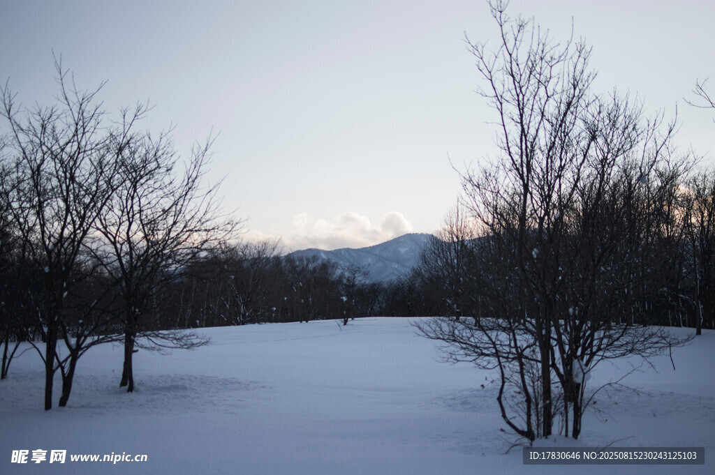 冬日雪林风景