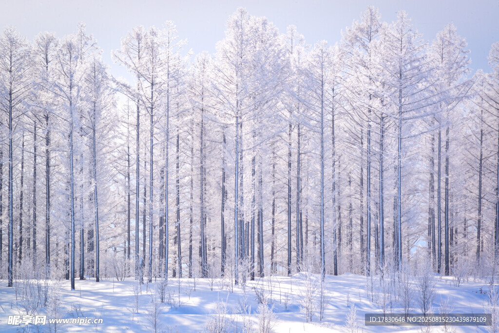 冬日雪林景观