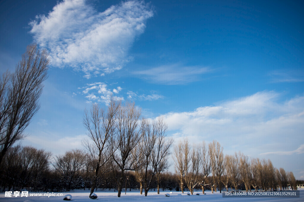 冬日河畔雪景与枯树