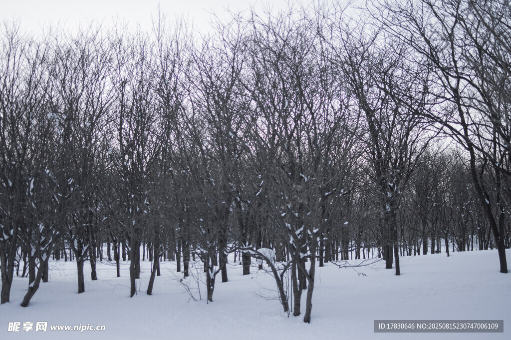 冬日雪林景色