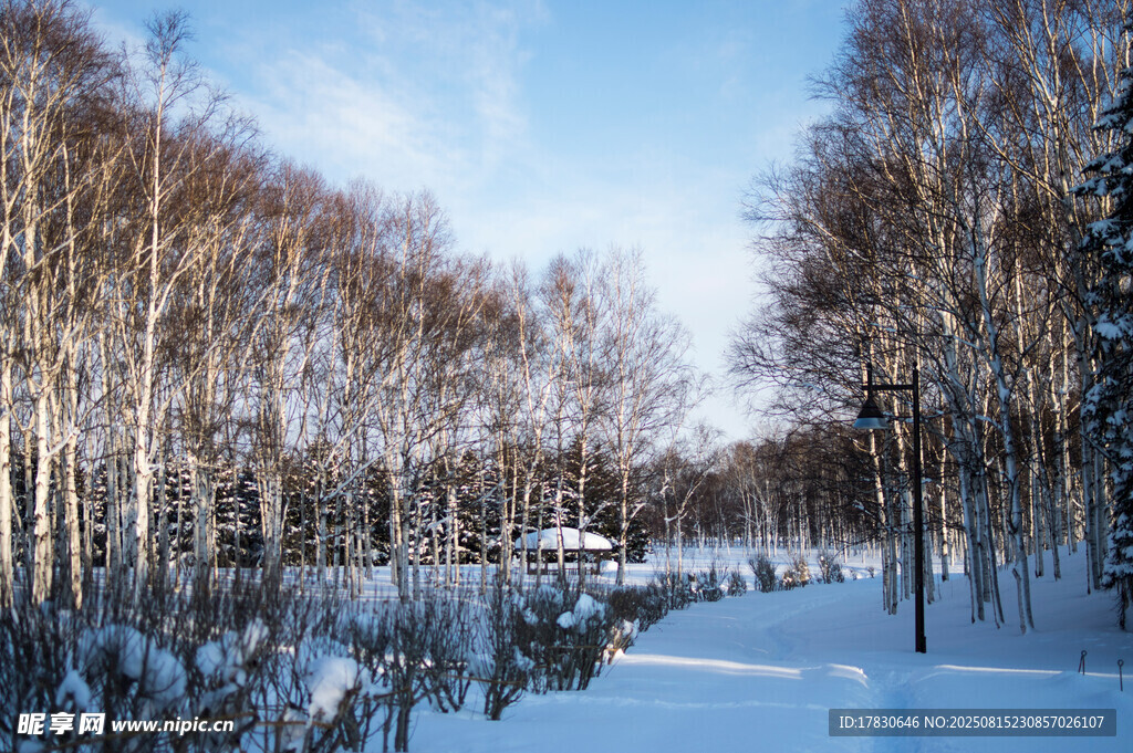 冬日雪林美景