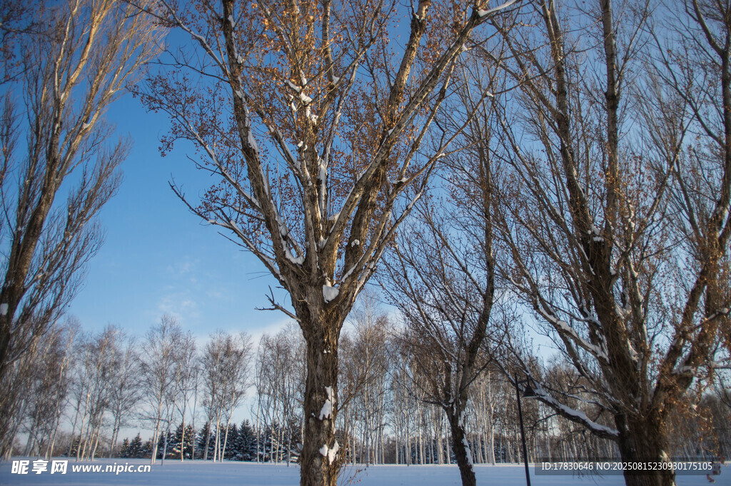 冬日湖畔枯树雪景