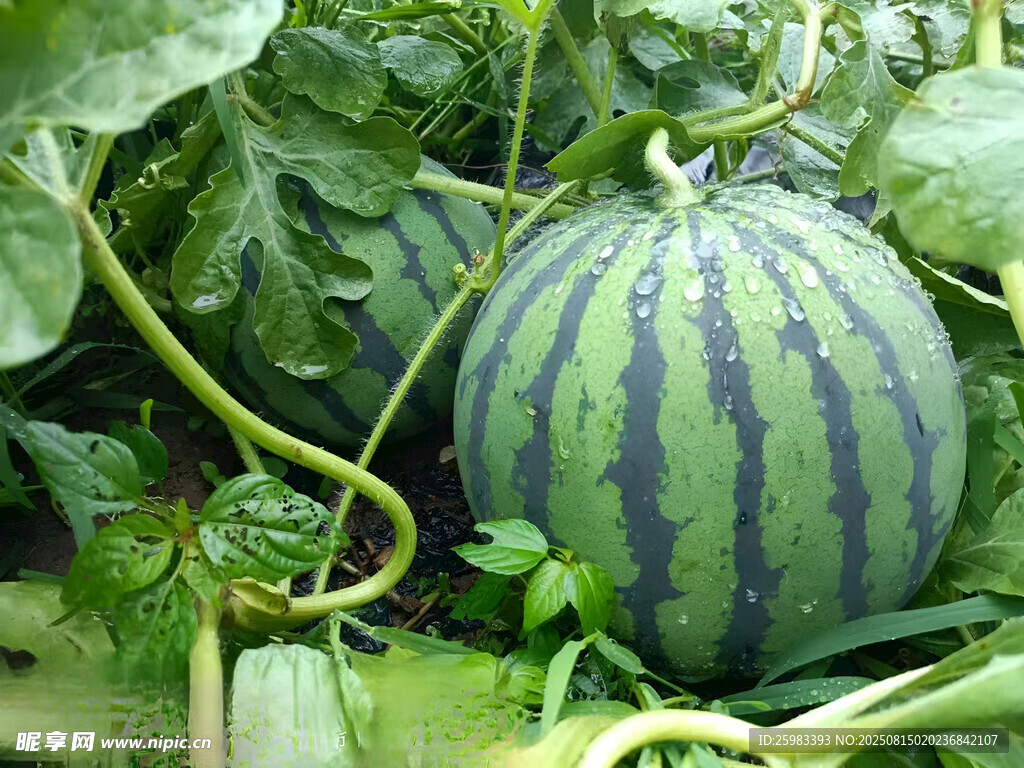 西瓜栽培