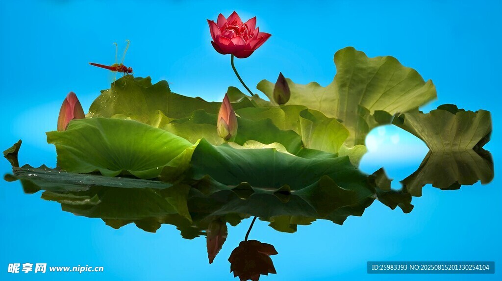 荷花