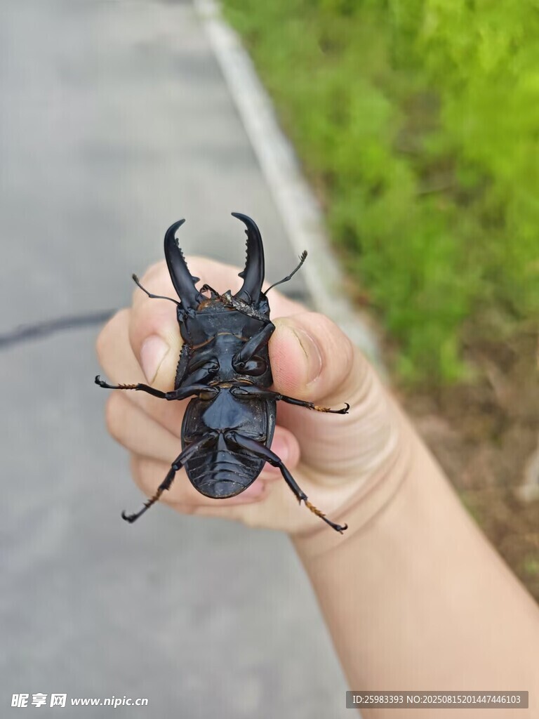 独角仙