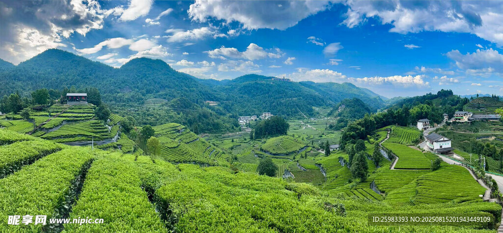 茶园