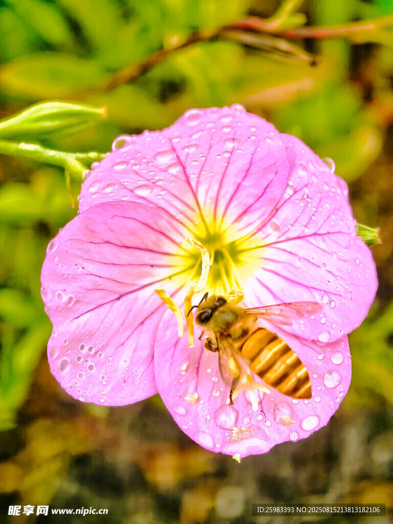 蜜蜂