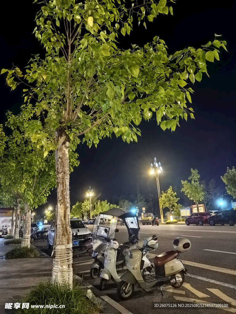 夜晚街边停放的车辆与绿树