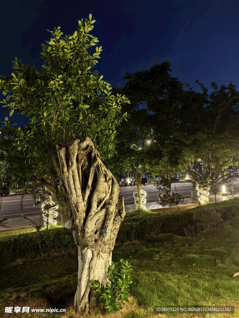 夜晚古老树木的独特景致