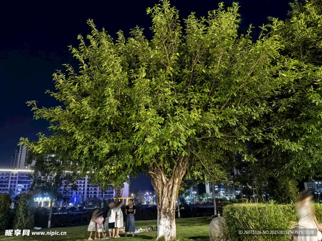 夜晚街边葱郁树木景观