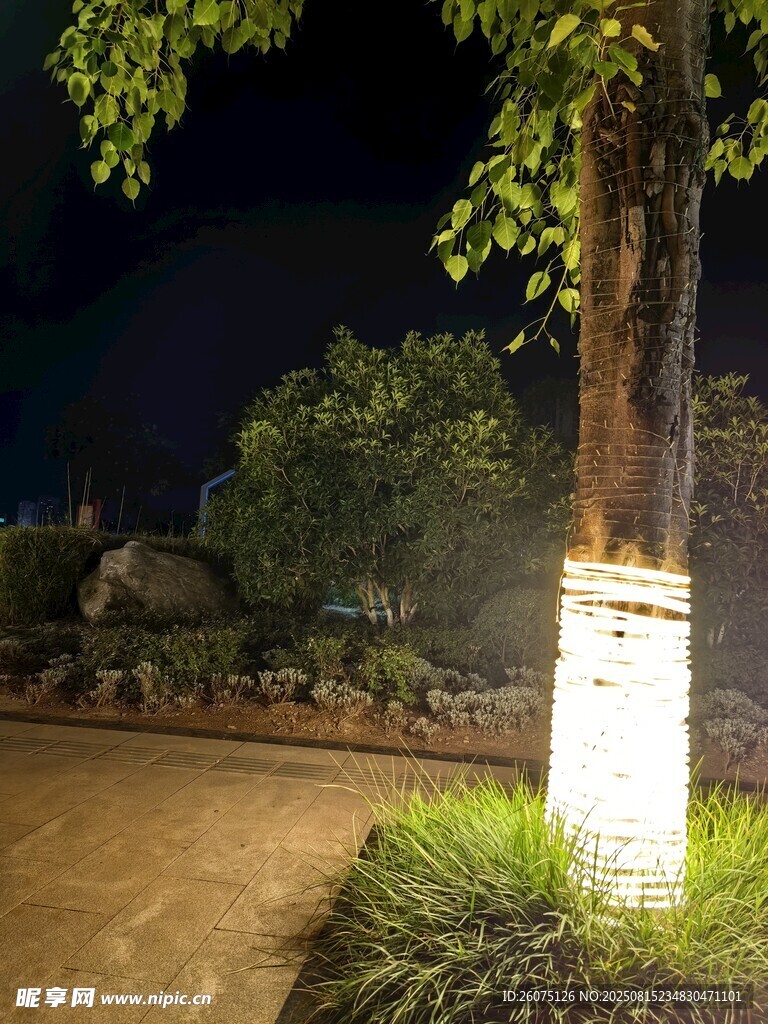 夜晚树旁小径景观