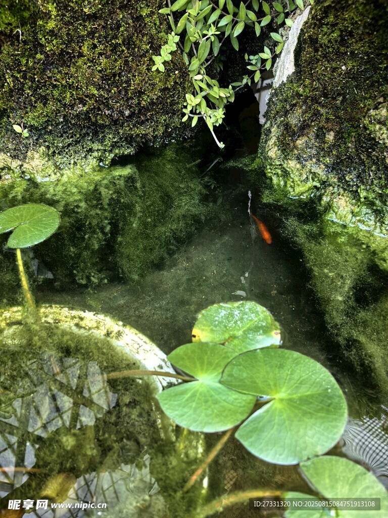 清幽水潭中的翠绿荷叶