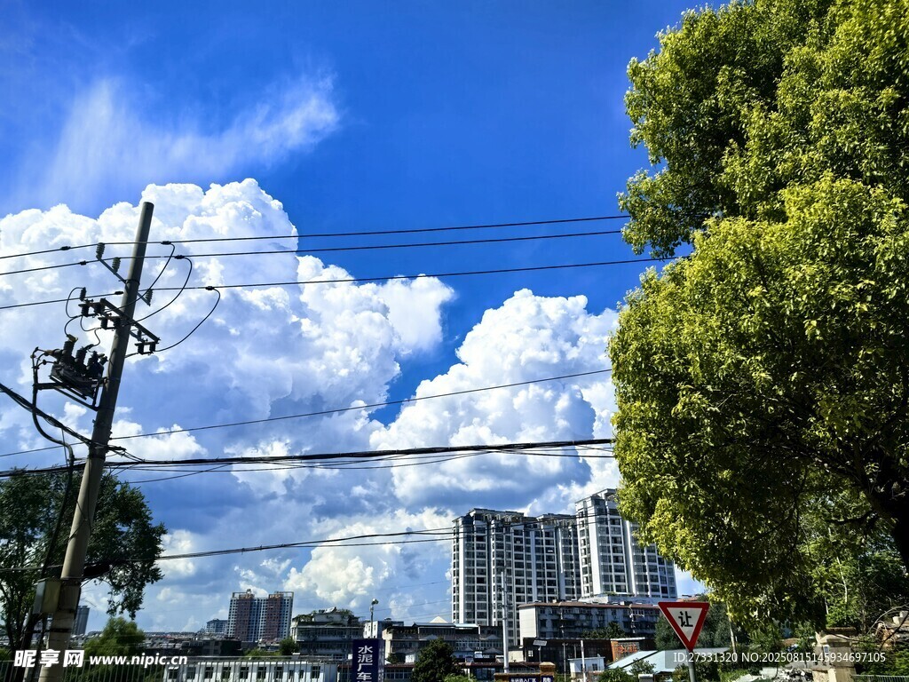 蓝天白云下的城市绿树景观