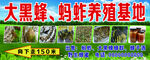 蜂子  蚂蚱养殖