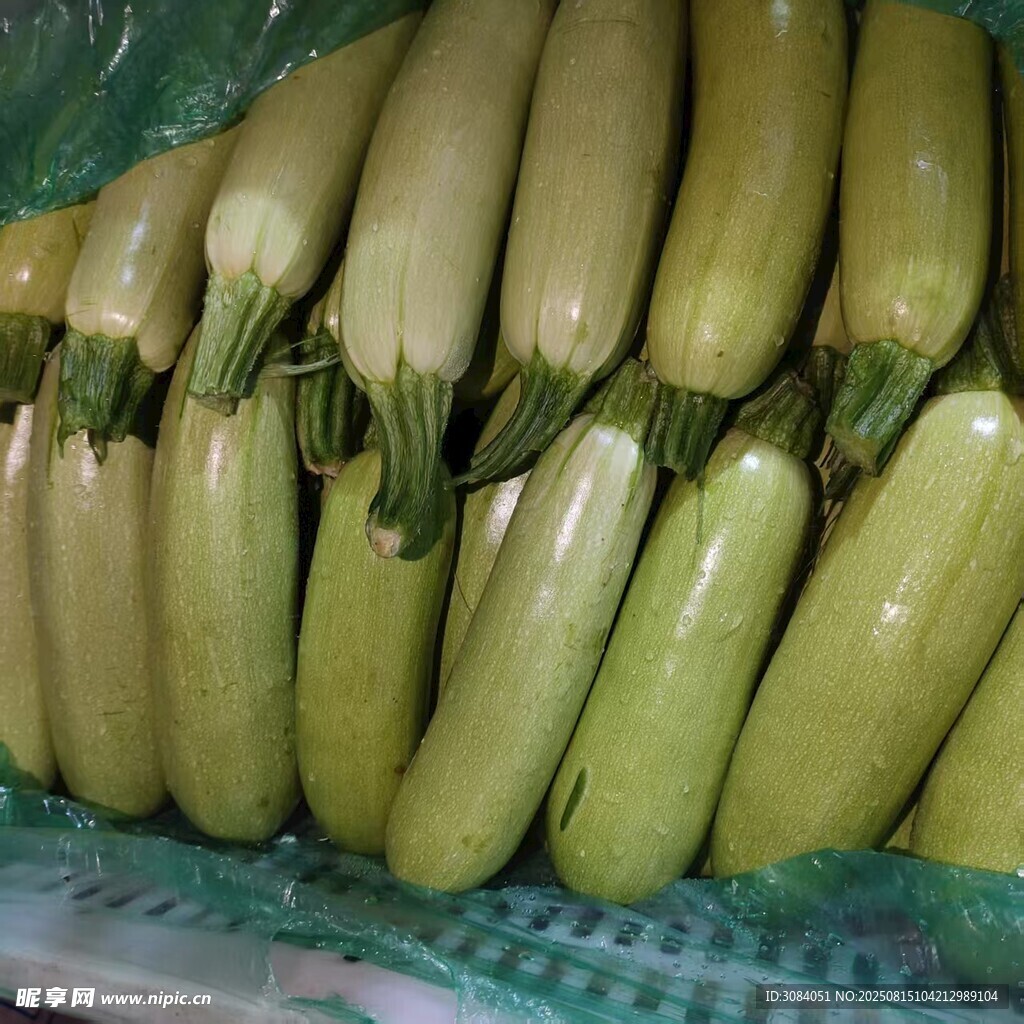 西葫芦 茭瓜