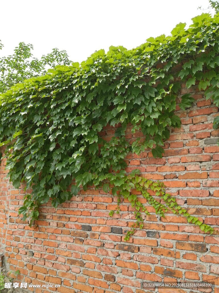 爬满绿植的红砖墙面