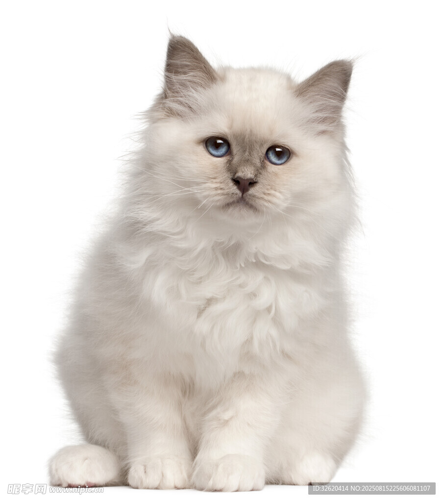 可爱白色长毛小猫